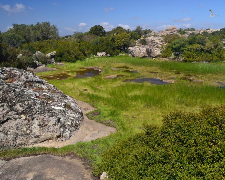 Wochenmarkt in Narcao - Mercato di Narcao